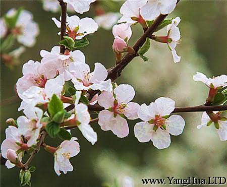 毛櫻桃栽種方法