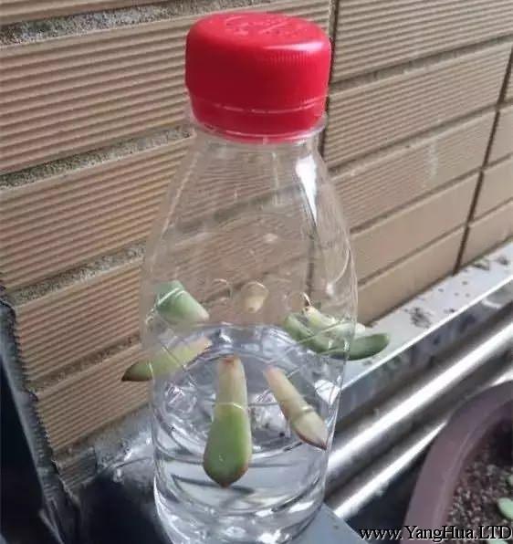 如果是想要多肉葉片快速生根的話，可以找個塑膠瓶，裝半瓶水，在水面上插幾個洞，把葉片插入進去就能很快生根了。