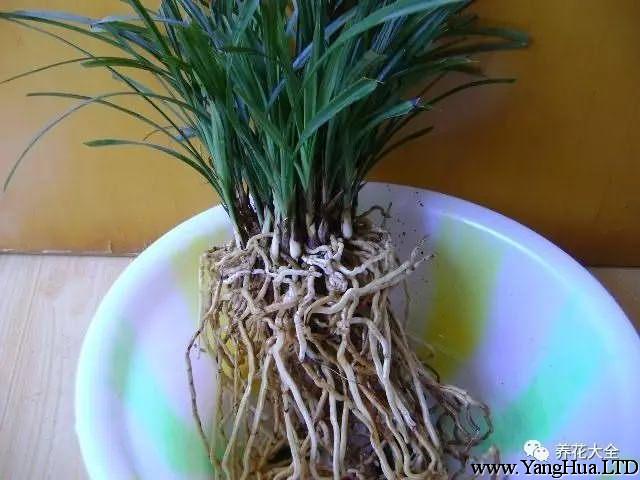 1.把蘭花脫盆，用清水洗乾淨根上的土壤。