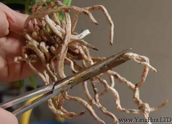 將蘭花根系裡的爛根、空根統統剪掉，並在傷口上，塗抹草木灰或多菌靈消毒，散光通風處晾乾15-30分鐘。