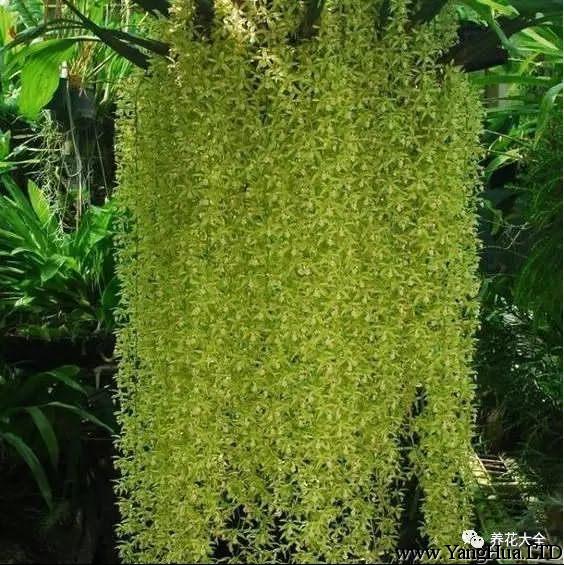 石斛蘭喜歡濕潤的環境，在5-6天澆一次水之外，要每天在花草周圍噴水。