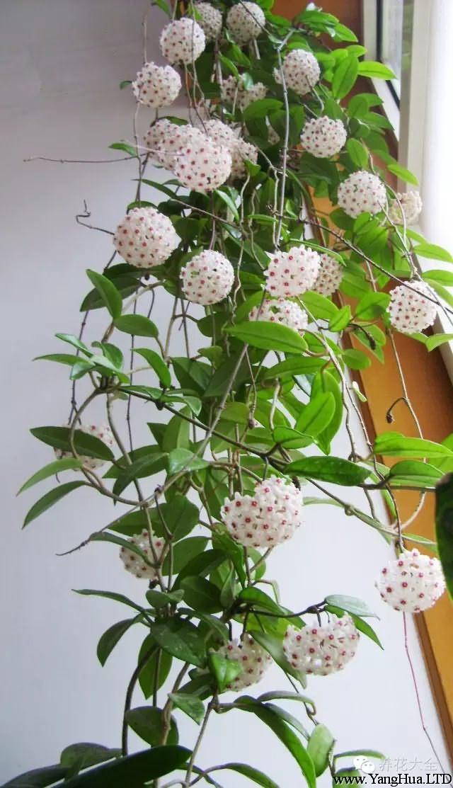 球蘭喜歡濕潤的環境，養在高處讓它垂吊下來，很容易就能在室內養成一面花牆。