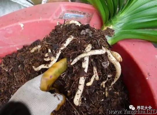 用手輕拍土團，把一些比較鬆散的土拍下去，然後用水把君子蘭的根部沖洗乾淨。