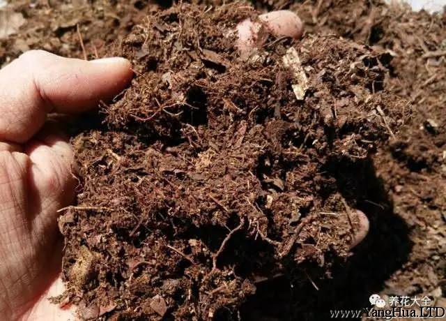 準備好新的土壤，最好是營養豐富的腐殖土哦~以及一個比之前大一些的花盆。