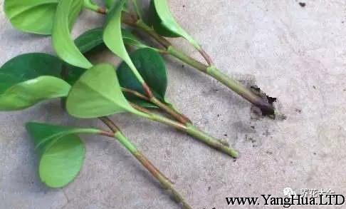 截取8cm長的豆瓣綠枝條，至少保留2個芽點，就是枝條上的小凸起。保留1到2片葉子，其他摘掉。晾乾切口。