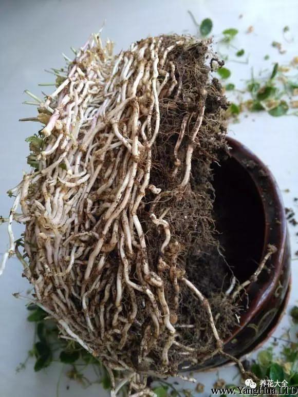 把根部從盆裡拖出來，會發現根部已經長得很密集了。土中原有的營養基本耗盡。把老根剪掉，盡量不要碰到嫩白色的新根，等會可以分成多盆。