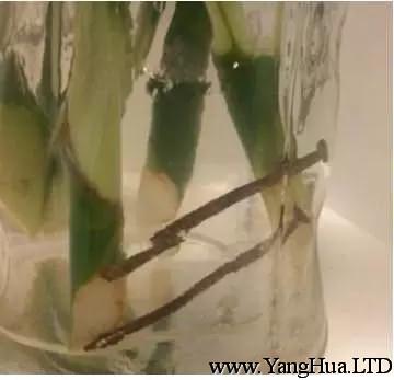 在水培瓶中扔入生銹的鐵釘，它可以緩慢釋放鐵元素，緩解富貴竹黃葉。