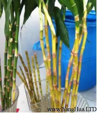 富貴竹大面積黃葉，甚至莖部變黃，水培瓶中水發臭，根部發黑，是爛根的表現，要及時處理。