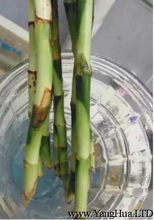 用消毒的小刀把腐爛的根系全部切除，如果莖幹上出現霉點、黑點，那部分莖幹也要切掉，發黃的葉片一起摘掉。