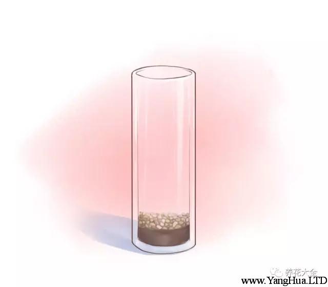 （2）找玻璃瓶或水培瓶，在底部鋪上一層泥土，然後在放上一層粗砂。