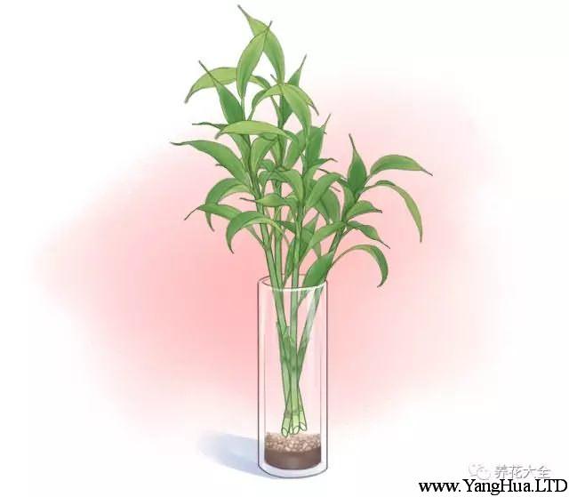 （3）在瓶中插入4、5棵富貴竹，注意不要放太多，不然植株太密，影響通風，容易黃葉。