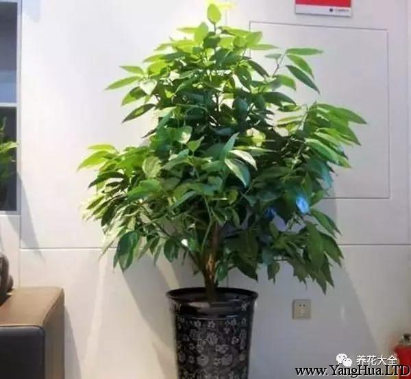 平安樹——擺放在客廳