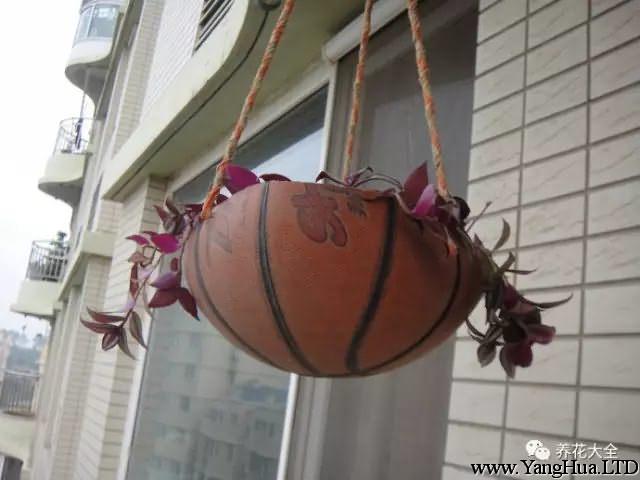 家裡破了的籃球，從中間直接切割開，種上花吊起來，就變成了很漂亮的花盆了。
