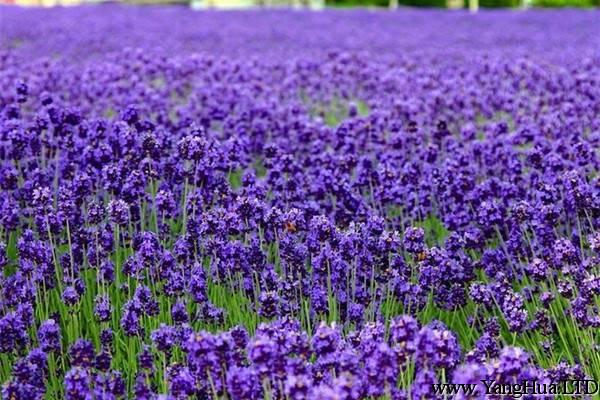 盆栽紫羅蘭的花期管理