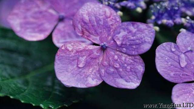 紫羅蘭種子怎麼種