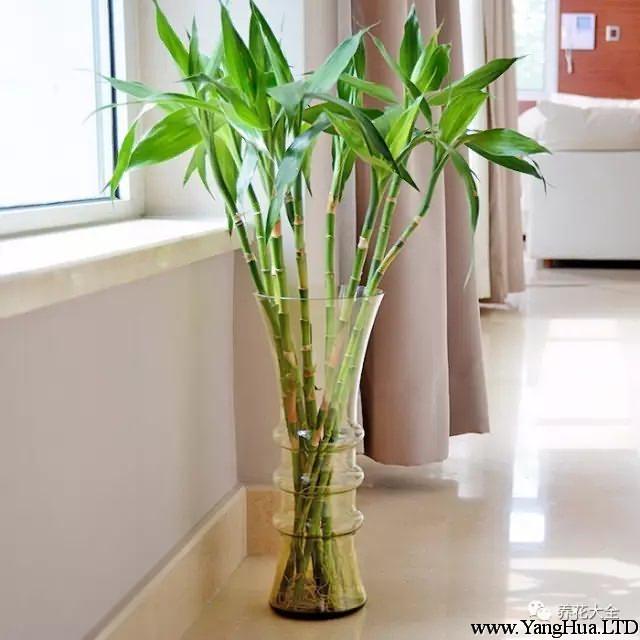 富貴竹有著花開富貴、竹報平安的美譽，放在客廳明亮的地方，更是能發揮最大的作用。
