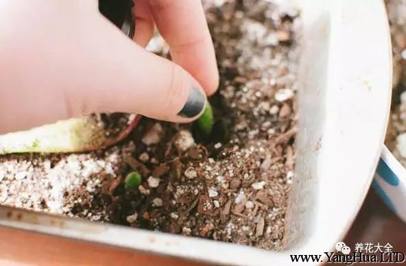 把葉片放在土上即可，之後保持濕潤，大約1個月左右就能長根，發芽~