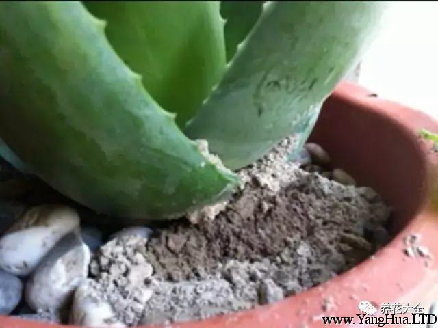 把蚊香灰輕輕抖落在花盆盆土表面，均勻一些，注意，蚊香灰的厚度不能超過0.5厘米，因為太厚的話透氣性不好。