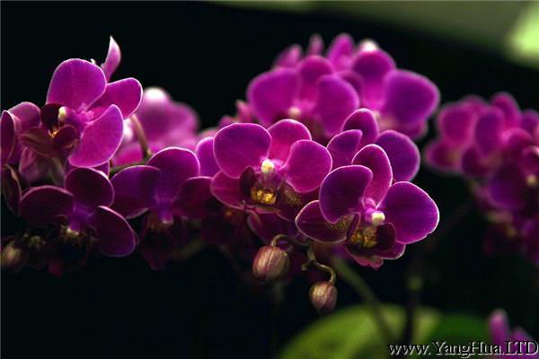 蝴蝶蘭的花期養護