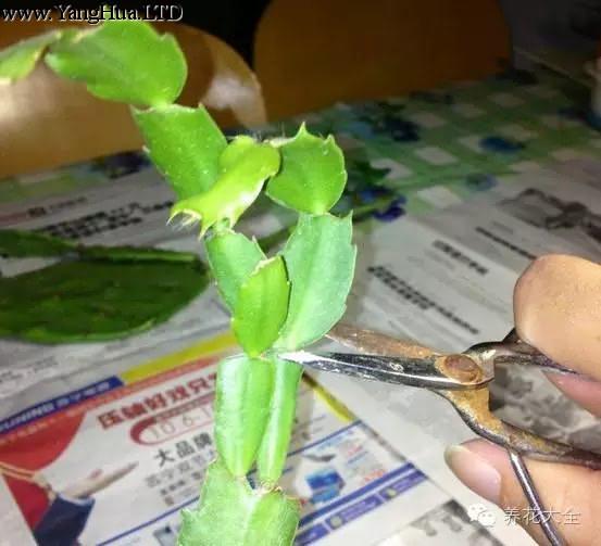  1、蟹爪蘭生長速度較快，當一個節長出4~5個新枝時，就要及時剪掉其中的2個。以積蓄冬天開花的養分，且看起來美觀自然。
