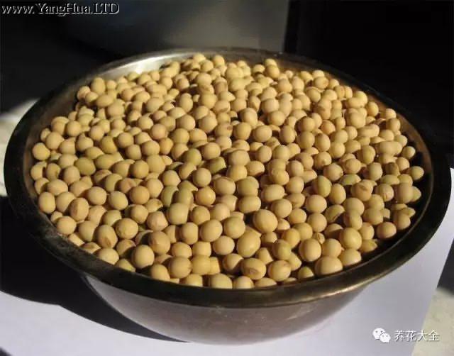 1、無論是黃豆還是綠豆，都必須要挑選顆粒飽滿的，只有這樣才能提高出芽率。