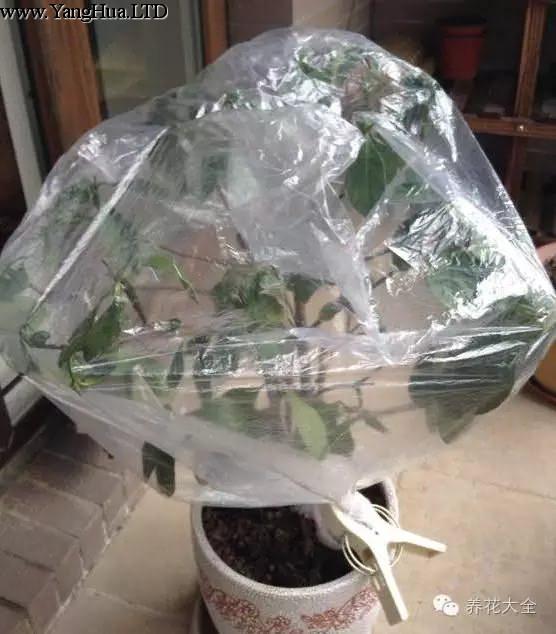 塑膠袋包花盆