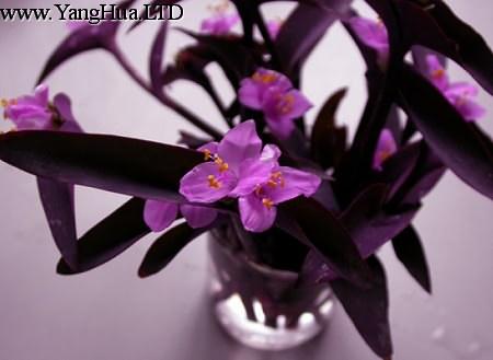 紫錦草（紫 竹梅）花