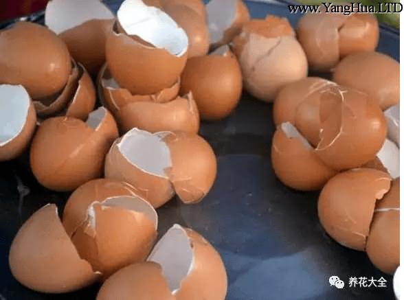 曬乾的蛋殼
