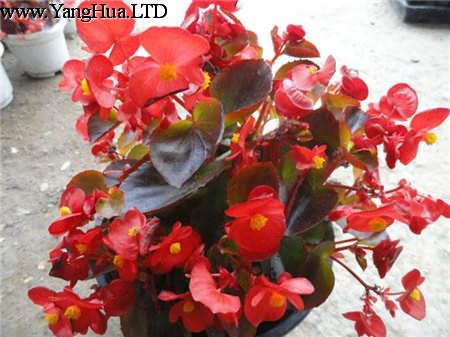 紅色的四季海棠