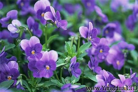 紫羅蘭開花