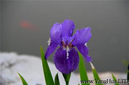 單朵紫羅蘭