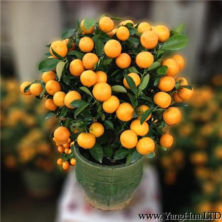 盆栽金橘