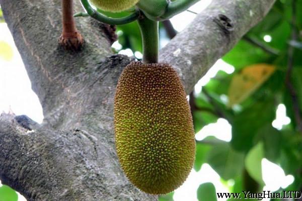 菠蘿蜜的繁殖方法