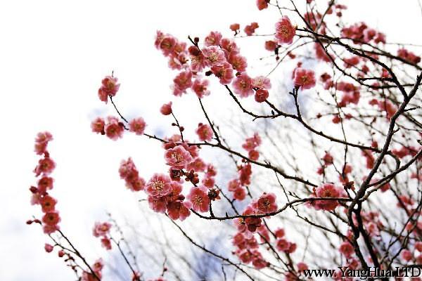 盆栽梅花怎麼施肥？