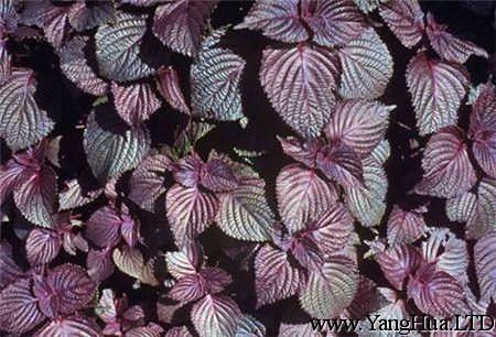 紫蘇植株