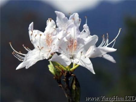 白色毛肋杜鵑花