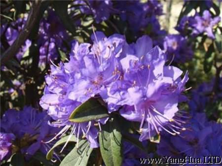 淡紫色毛肋杜鵑花