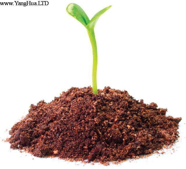 鴨腳木扦插準備材料 土壤
