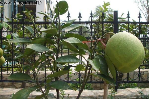 盆栽柚子怎麼繁殖