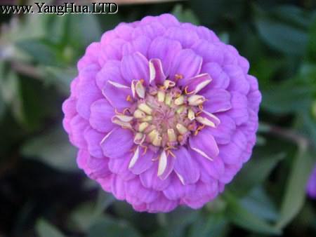紫色百日菊