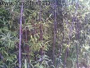 高聳的紫竹