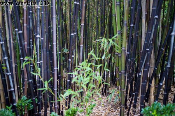 紫竹怎麼施肥