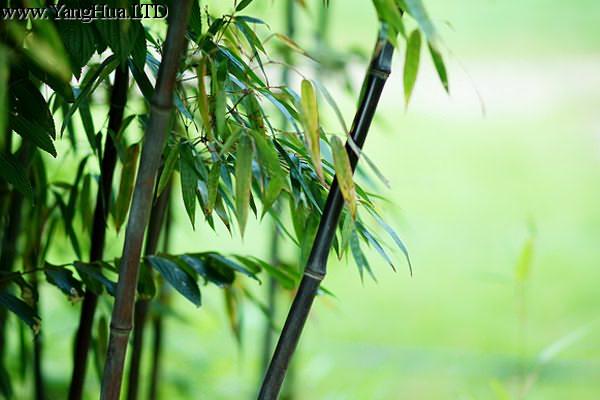 紫竹的種植方法