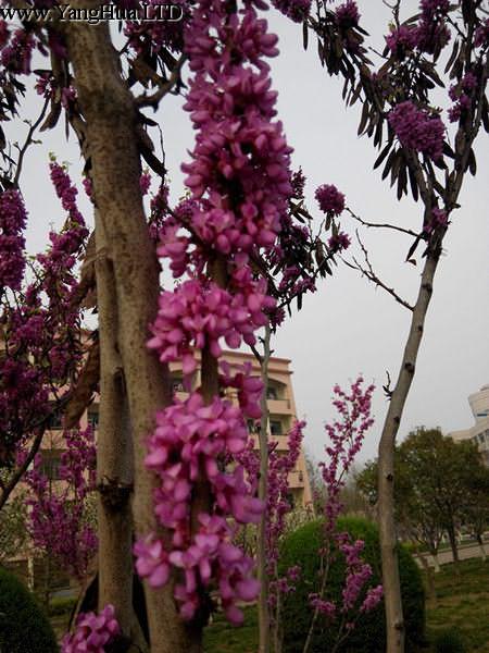 紫荊花