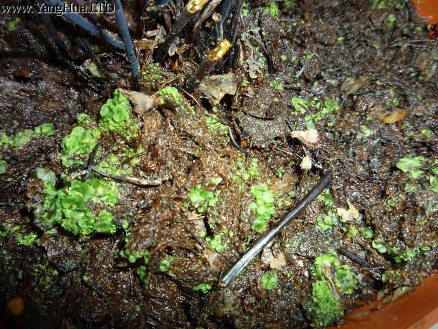 鐵線蕨孢子繁殖的淺盆土壤