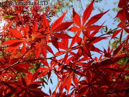 雞爪槭的紅葉