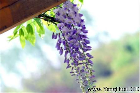 紫籐花