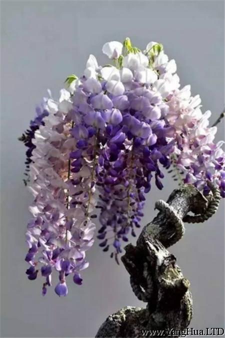 紫籐