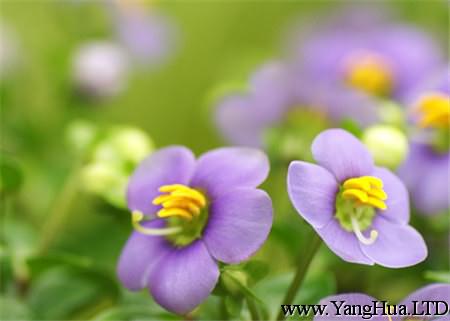 紫芳草開花