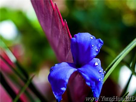 紫花鐵蘭